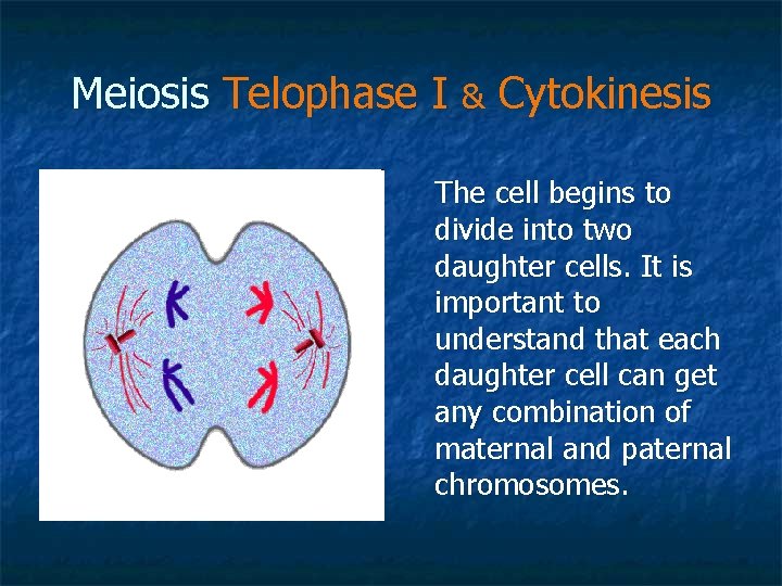 Meiosis Telophase I & Cytokinesis The cell begins to divide into two daughter cells.