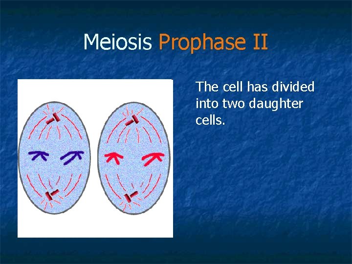 Meiosis Prophase II The cell has divided into two daughter cells. 