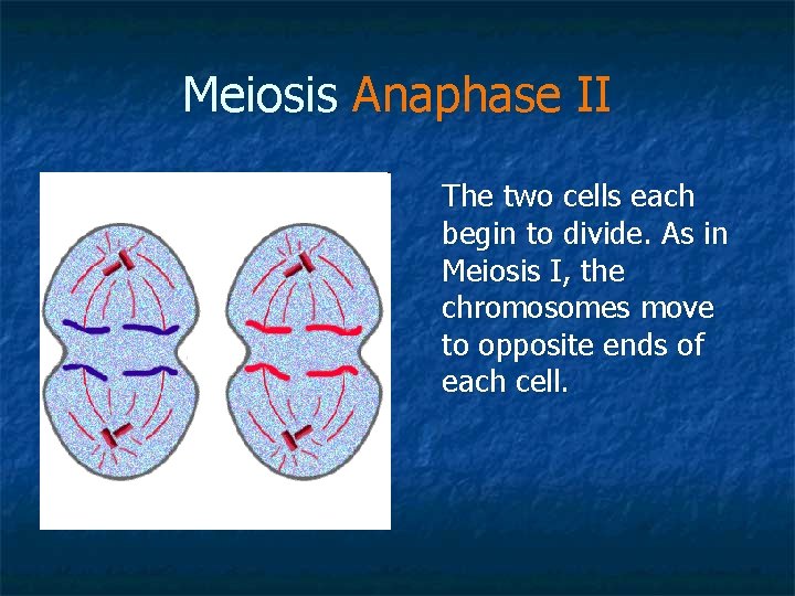 Meiosis Anaphase II The two cells each begin to divide. As in Meiosis I,