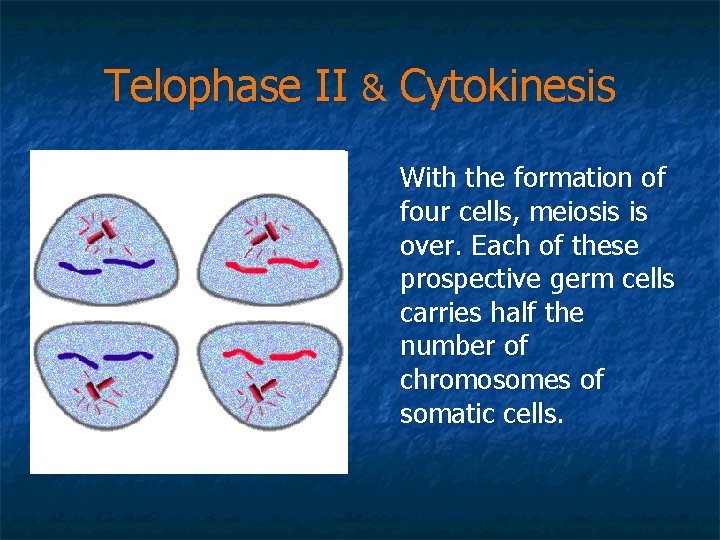 Telophase II & Cytokinesis With the formation of four cells, meiosis is over. Each