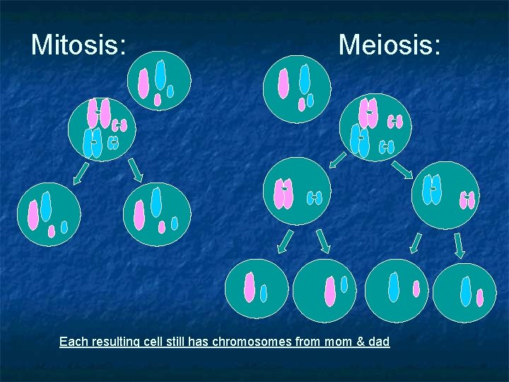 Mitosis: Meiosis: Each resulting cell still has chromosomes from mom & dad 