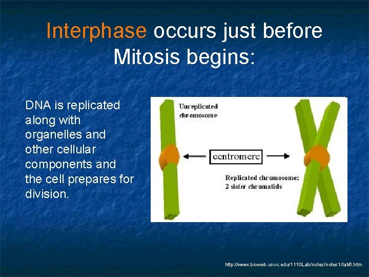 Interphase occurs just before Mitosis begins: DNA is replicated along with organelles and other