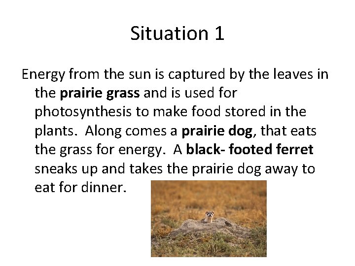 Situation 1 Energy from the sun is captured by the leaves in the prairie