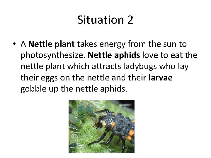 Situation 2 • A Nettle plant takes energy from the sun to photosynthesize. Nettle