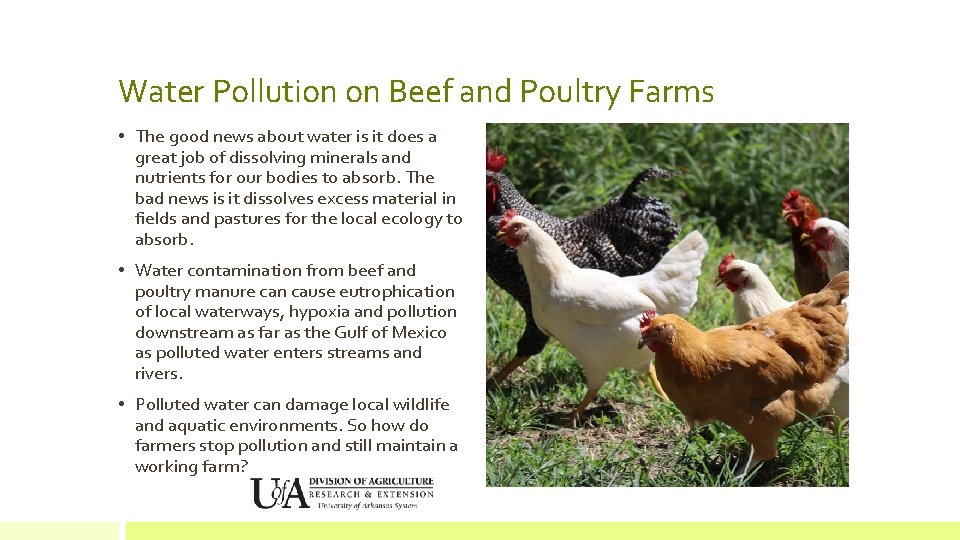 Water Pollution on Beef and Poultry Farms • The good news about water is