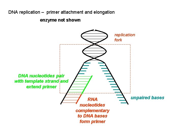 DNA replication – primer attachment and elongation enzyme not shown replication fork DNA nucleotides