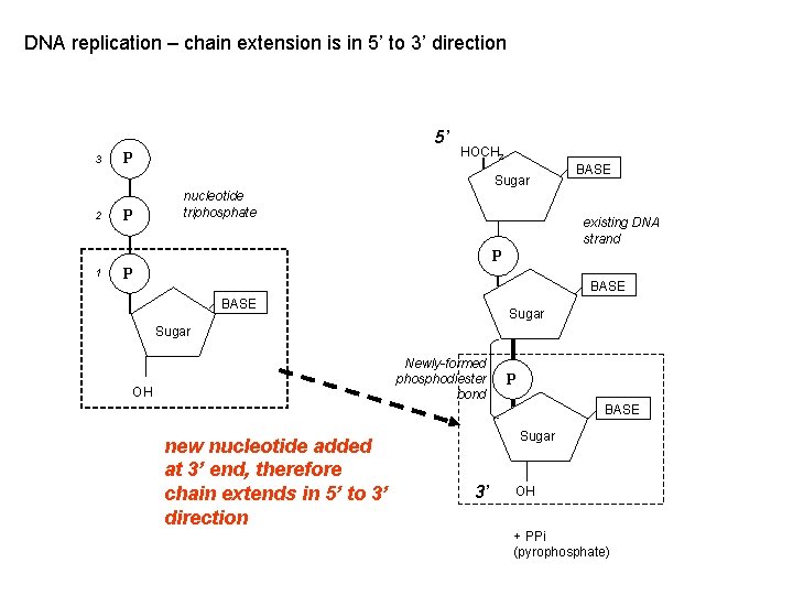 DNA replication – chain extension is in 5’ to 3’ direction 5’ 3 P
