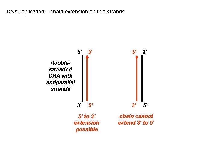 DNA replication – chain extension on two strands 5’ 3’ 3’ 5’ doublestranded DNA