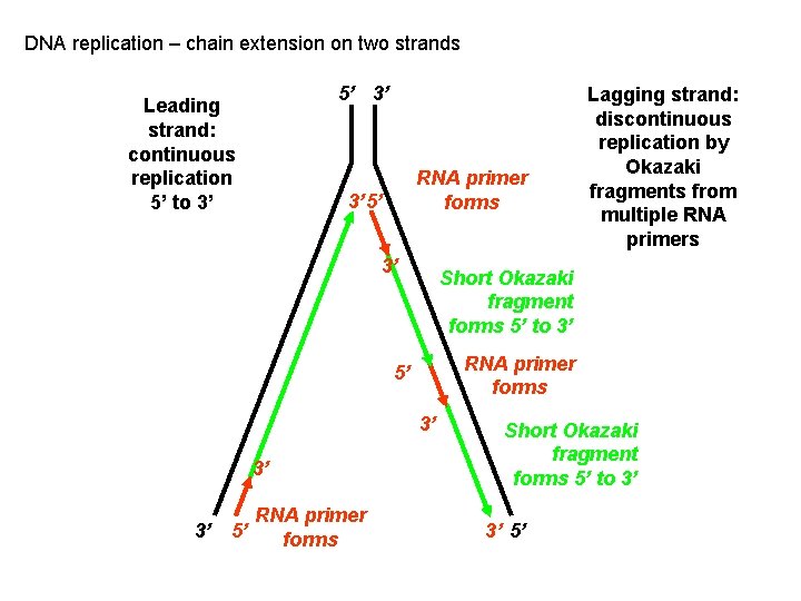 DNA replication – chain extension on two strands 5’ 3’ Leading strand: continuous replication