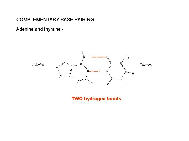 COMPLEMENTARY BASE PAIRING Adenine and thymine - H H N Adenine N HC C