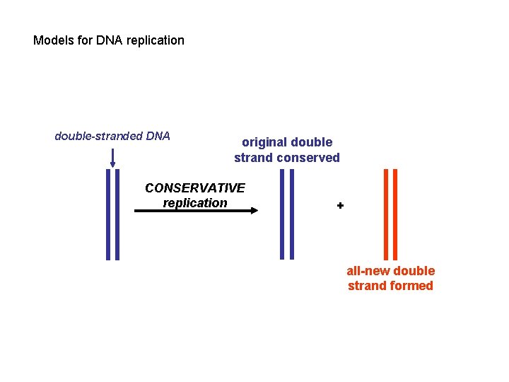 Models for DNA replication double-stranded DNA original double strand conserved CONSERVATIVE replication + all-new