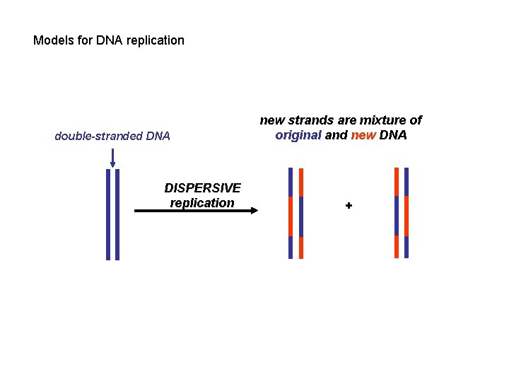 Models for DNA replication double-stranded DNA DISPERSIVE replication new strands are mixture of original