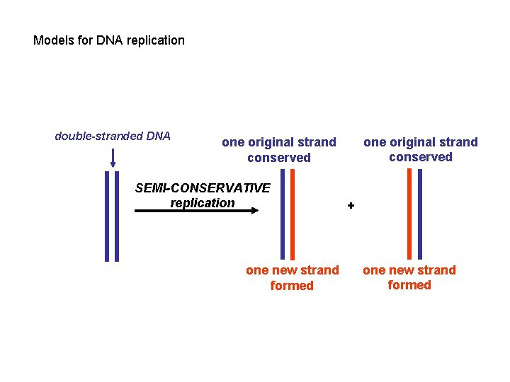 Models for DNA replication double-stranded DNA one original strand conserved SEMI-CONSERVATIVE replication one new