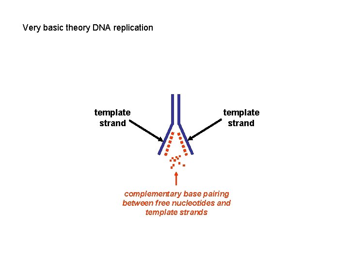 Very basic theory DNA replication template strand complementary base pairing between free nucleotides and