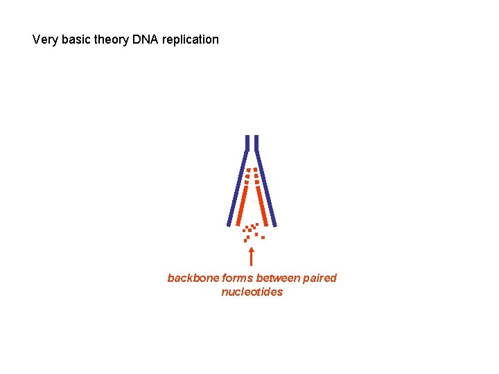 Very basic theory DNA replication backbone forms between paired nucleotides 