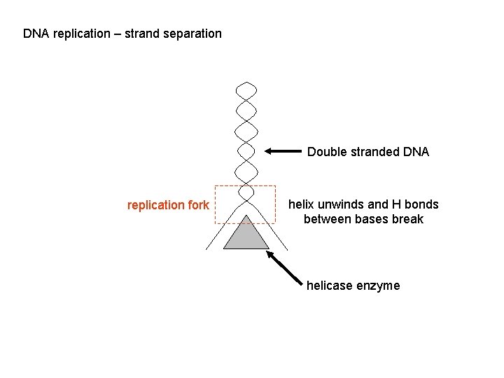 DNA replication – strand separation Double stranded DNA replication fork helix unwinds and H