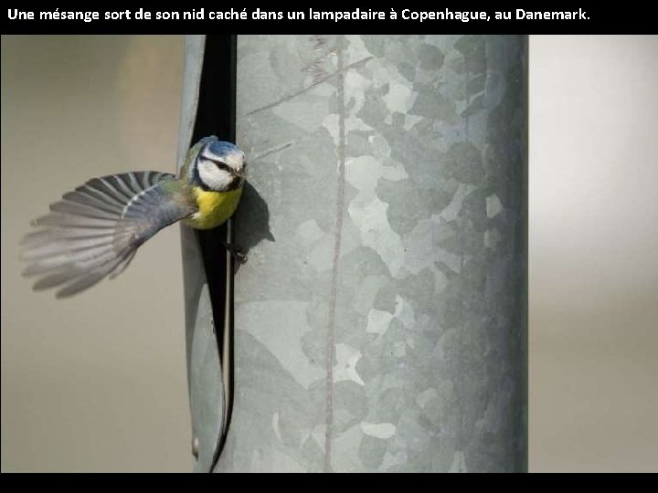 Une mésange sort de son nid caché dans un lampadaire à Copenhague, au Danemark.