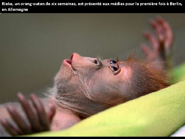 Rieke, un orang-outan de six semaines, est présenté aux médias pour la première fois
