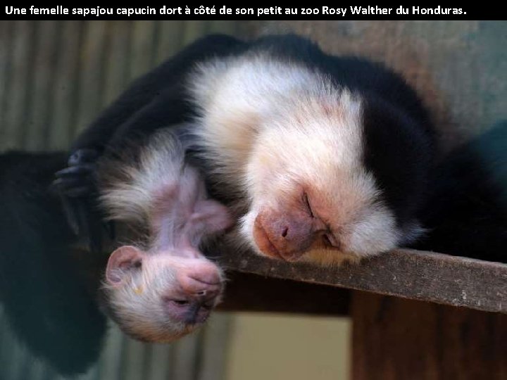 Une femelle sapajou capucin dort à côté de son petit au zoo Rosy Walther