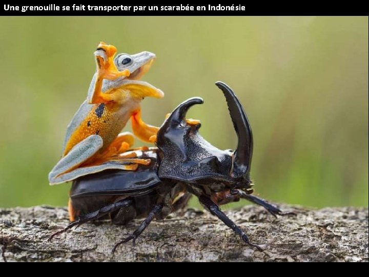 Une grenouille se fait transporter par un scarabée en Indonésie 