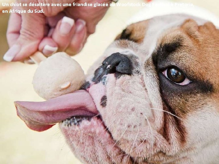 Un chiot se désaltère avec une friandise glacée au Woofstock Dog Festival à Pretoria,