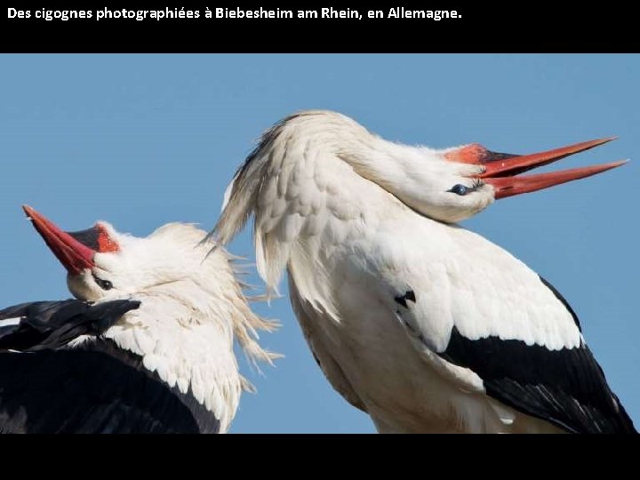 Des cigognes photographiées à Biebesheim am Rhein, en Allemagne. 