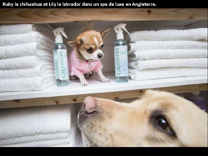 Ruby le chihuahua et Lily le labrador dans un spa de luxe en Angleterre.