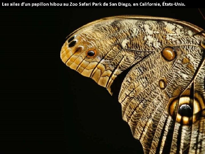 Les ailes d’un papillon hibou au Zoo Safari Park de San Diego, en Californie,