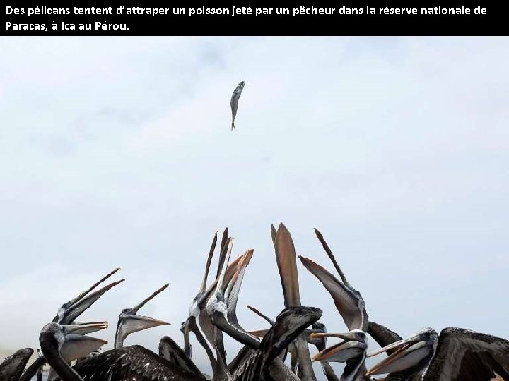 Des pélicans tentent d’attraper un poisson jeté par un pêcheur dans la réserve nationale