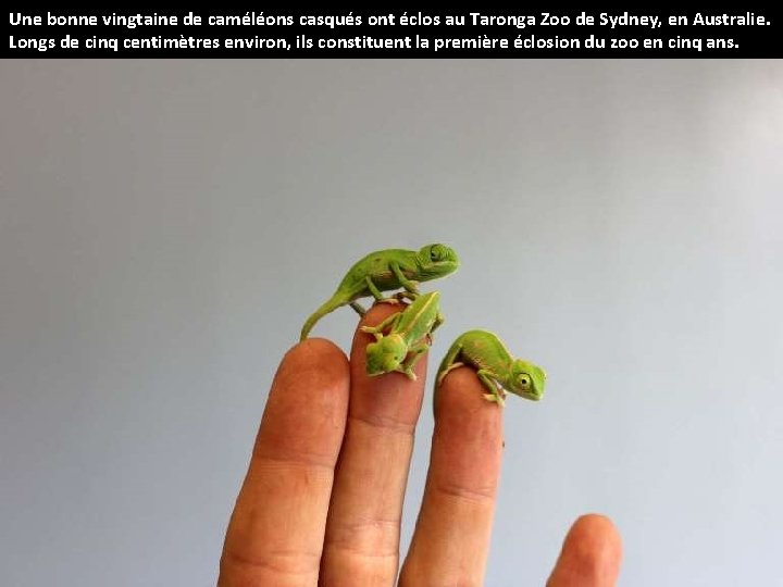 Une bonne vingtaine de caméléons casqués ont éclos au Taronga Zoo de Sydney, en