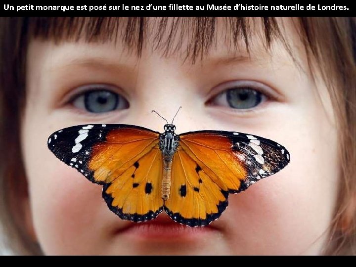 Un petit monarque est posé sur le nez d’une fillette au Musée d’histoire naturelle