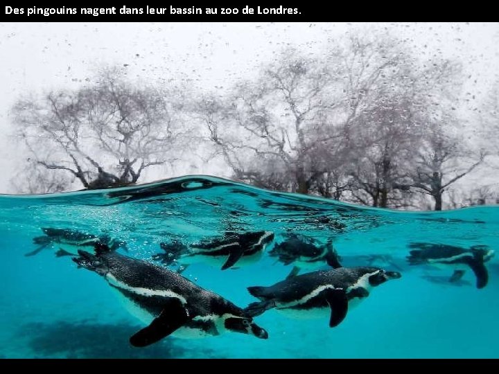 Des pingouins nagent dans leur bassin au zoo de Londres. 