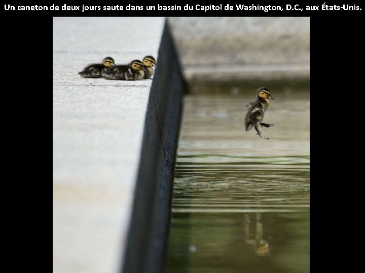 Un caneton de deux jours saute dans un bassin du Capitol de Washington, D.