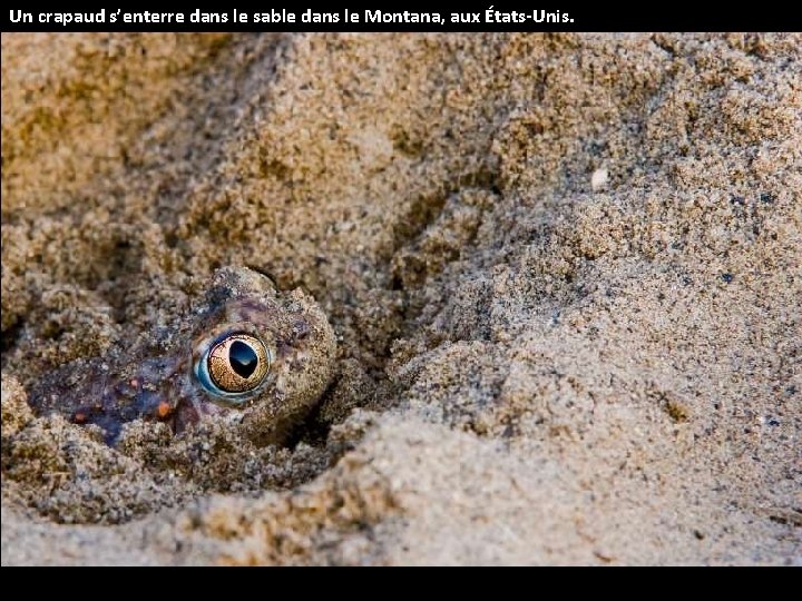 Un crapaud s’enterre dans le sable dans le Montana, aux États-Unis. 
