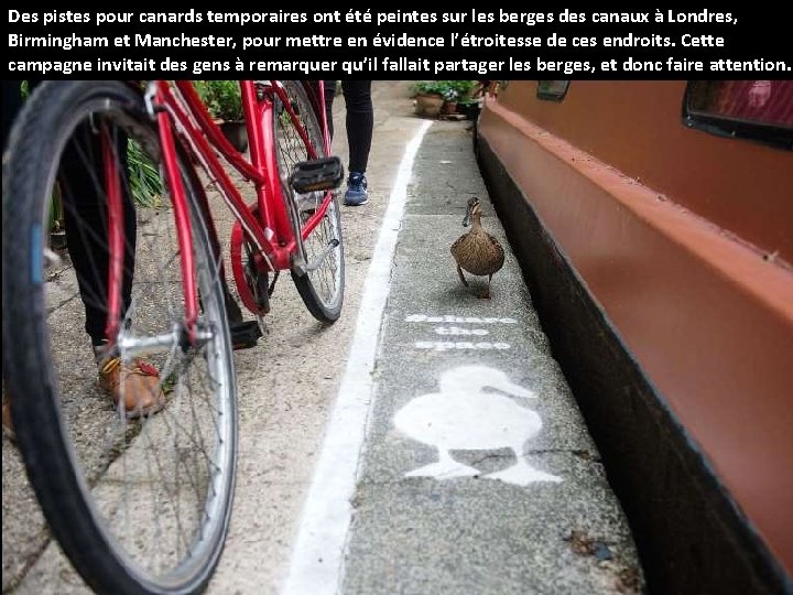 Des pistes pour canards temporaires ont été peintes sur les berges des canaux à