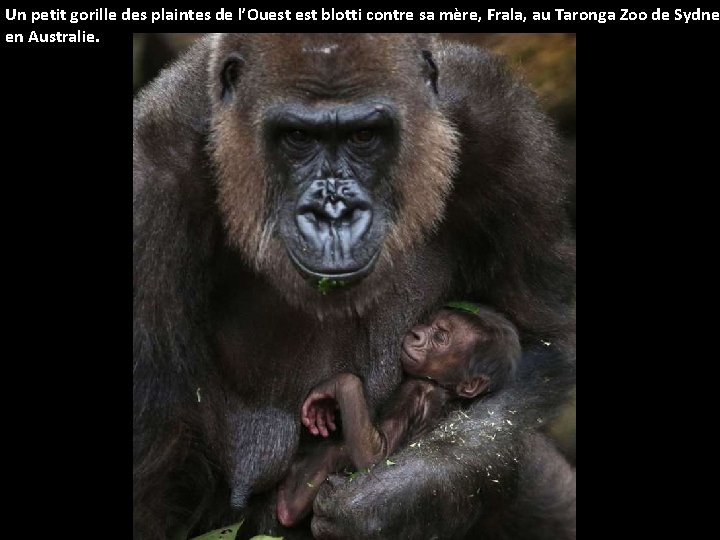 Un petit gorille des plaintes de l’Ouest blotti contre sa mère, Frala, au Taronga