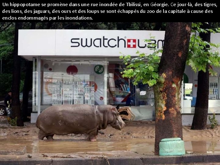 Un hippopotame se promène dans une rue inondée de Tbilissi, en Géorgie. Ce jour-là,