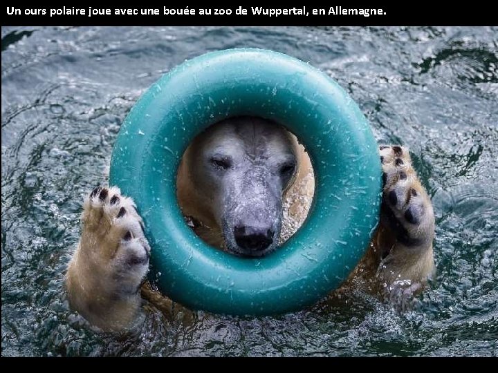 Un ours polaire joue avec une bouée au zoo de Wuppertal, en Allemagne. 