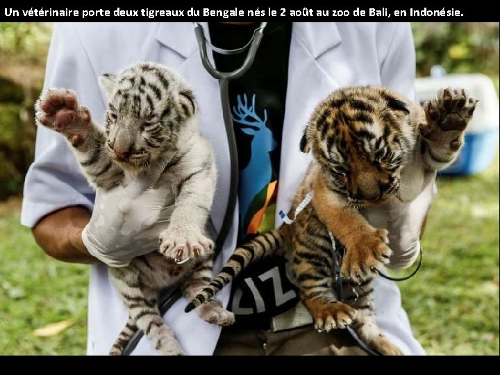 Un vétérinaire porte deux tigreaux du Bengale nés le 2 août au zoo de