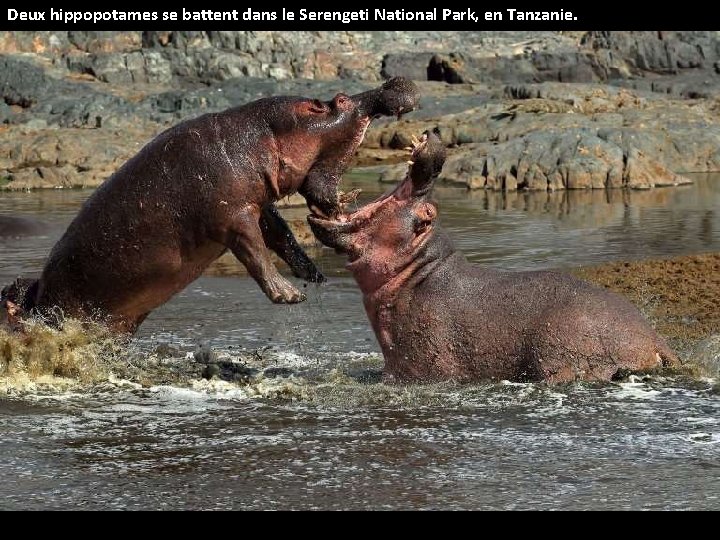 Deux hippopotames se battent dans le Serengeti National Park, en Tanzanie. 