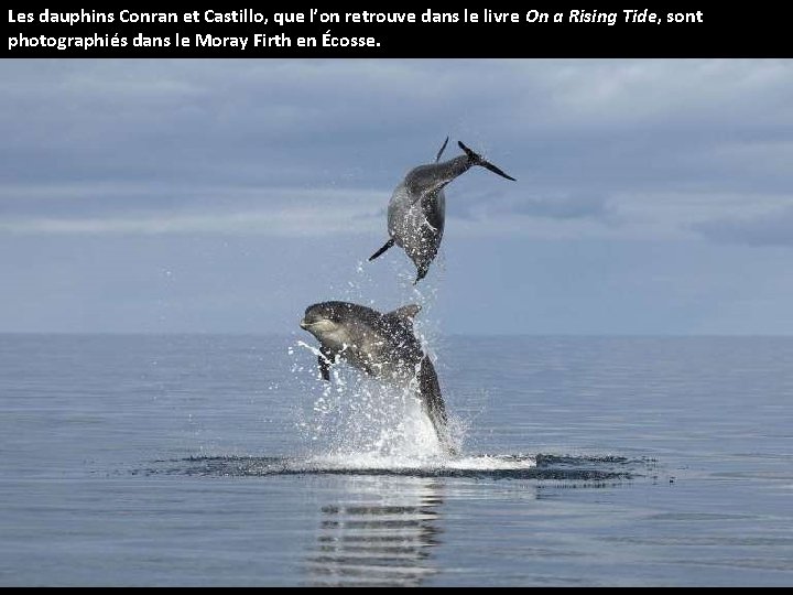 Les dauphins Conran et Castillo, que l’on retrouve dans le livre On a Rising