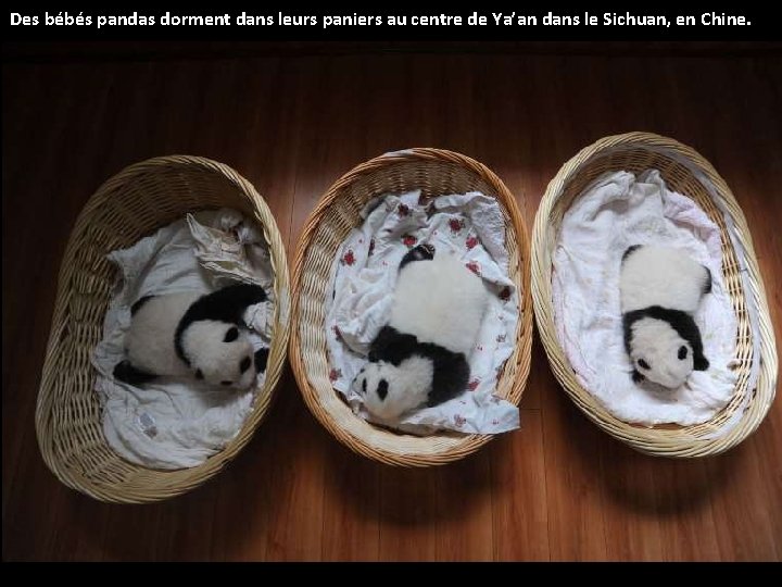 Des bébés pandas dorment dans leurs paniers au centre de Ya’an dans le Sichuan,