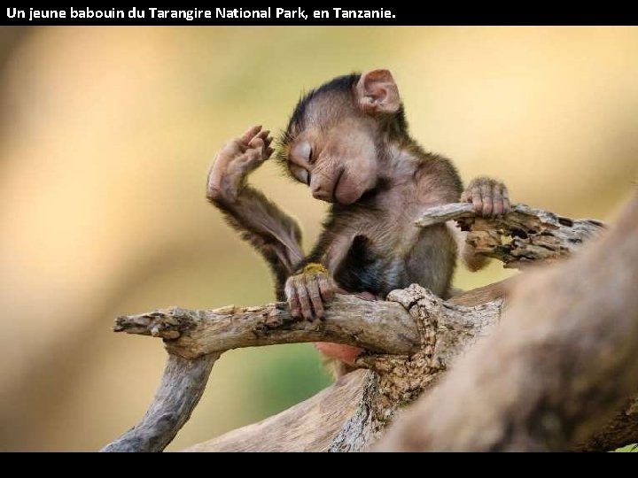 Un jeune babouin du Tarangire National Park, en Tanzanie. 