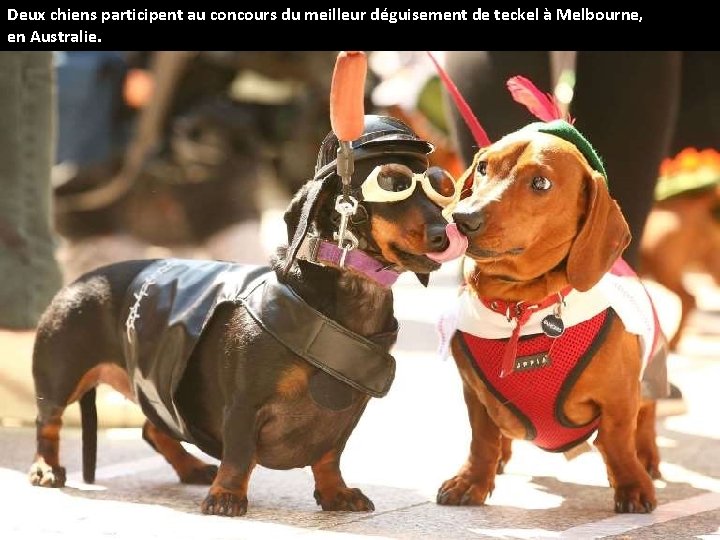 Deux chiens participent au concours du meilleur déguisement de teckel à Melbourne, en Australie.