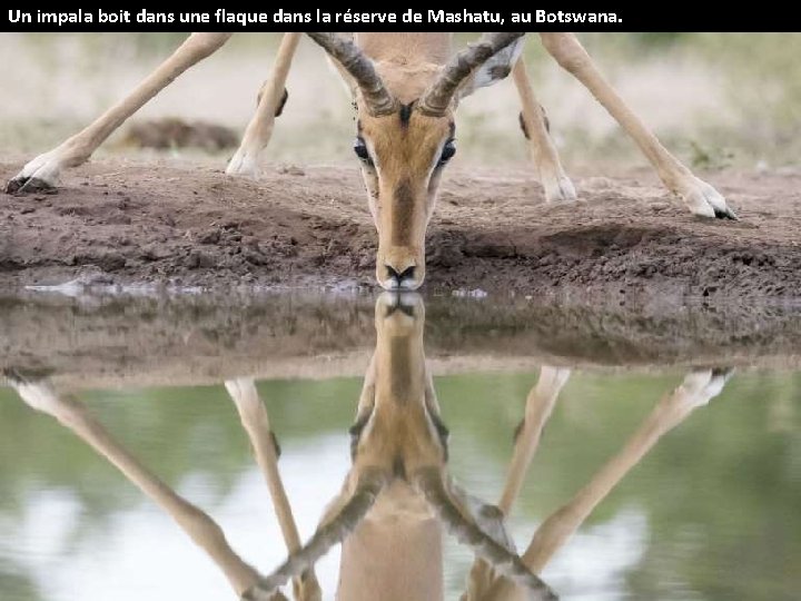 Un impala boit dans une flaque dans la réserve de Mashatu, au Botswana. 