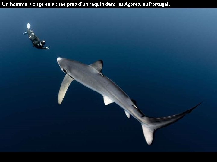 Un homme plonge en apnée près d’un requin dans les Açores, au Portugal. 