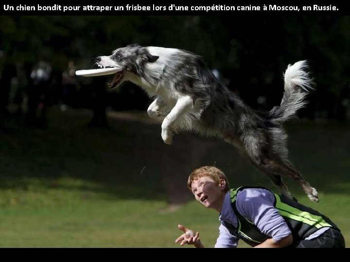 Un chien bondit pour attraper un frisbee lors d'une compétition canine à Moscou, en
