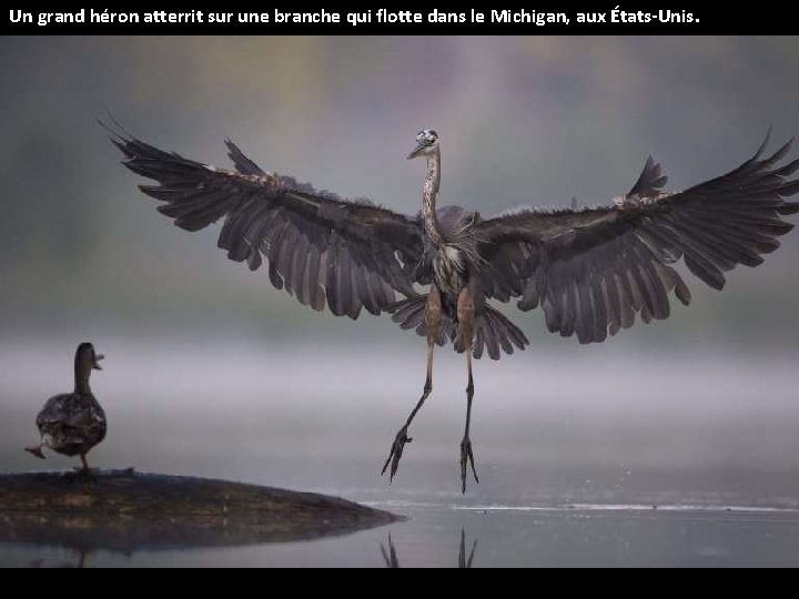 Un grand héron atterrit sur une branche qui flotte dans le Michigan, aux États-Unis.