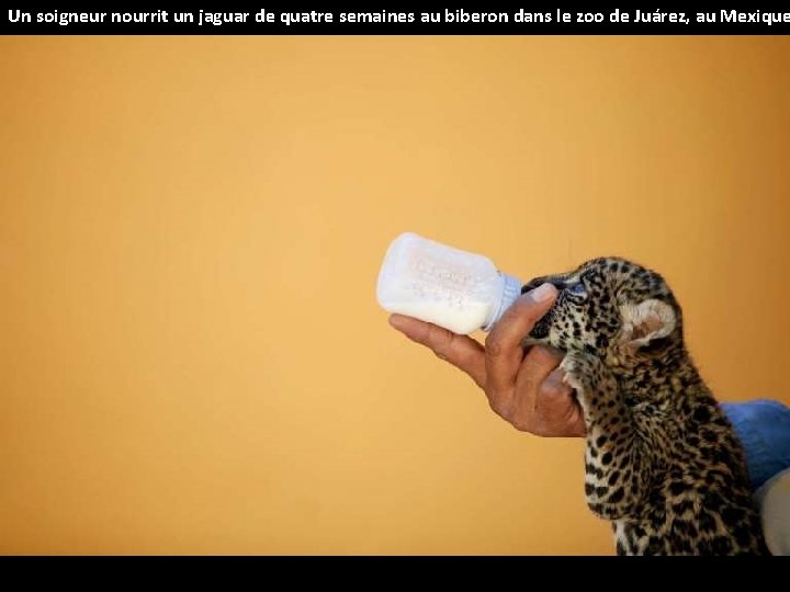Un soigneur nourrit un jaguar de quatre semaines au biberon dans le zoo de