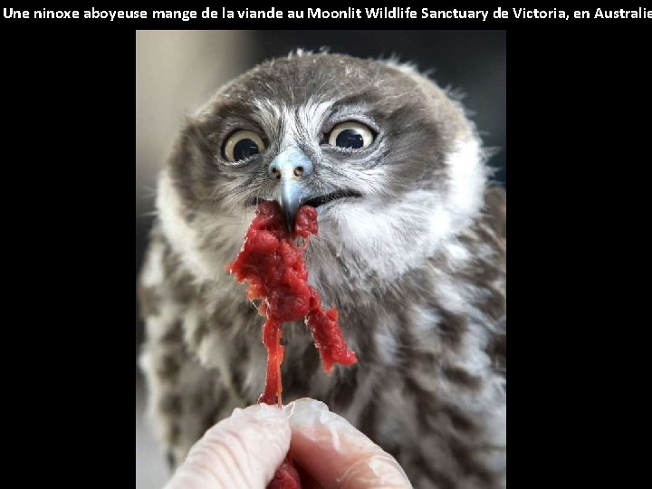 Une ninoxe aboyeuse mange de la viande au Moonlit Wildlife Sanctuary de Victoria, en